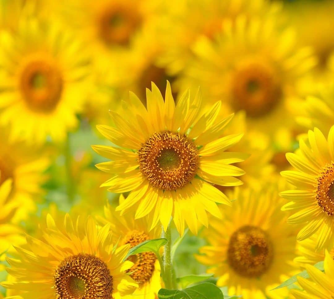 YU-RIのインスタグラム：「ひまわりリベンジ🌻 したいなぁ🐣🐣 #ひまわり#ひまわり畑#🌻」