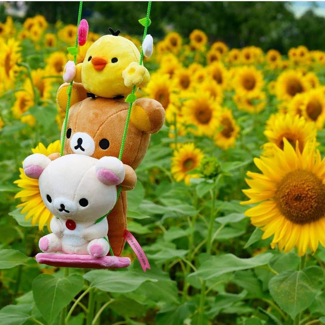 Rilakkuma US（リラックマ）さんのインスタグラム写真 - (Rilakkuma US（リラックマ）Instagram)「Summertime is way more fun with friends! We love this summery photo taken by @kori_stagram.33! . . . #rilakkumaus #Rilakkuma #sanx #kawaii #summer #sunflower #リラックマ #サンエックス」8月16日 5時31分 - rilakkumaus