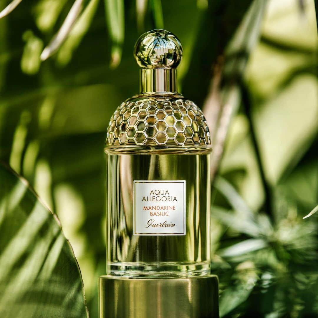 ゲランさんのインスタグラム写真 - (ゲランInstagram)「Bring the beauty of nature with you everywhere you travel with the fresh scent of Mandarine Basilic, part of our Aqua Allegoria collection. 🍊 ⠀⠀⠀⠀⠀⠀⠀⠀⠀⠀⠀ #guerlain #guerlainparfumeur #perfume #perfumelovers #aquaallegoria #summer #stod」8月16日 5時37分 - guerlain