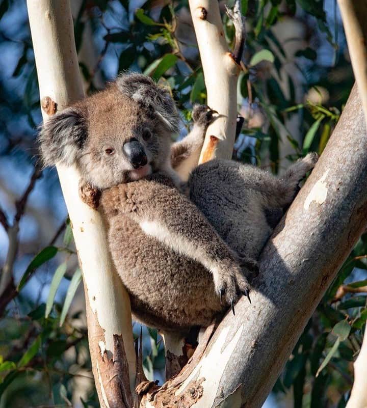 Australiaさんのインスタグラム写真 - (AustraliaInstagram)「“Hey there, you come here often?” 😏 @exceptionalkangarooisland spotted this slick #koala showing off its best side during one of their tours on @authentickangarooisland. Despite its name, this island in @southaustralia has more than just kangaroos; you’ll see plenty of koalas, wallabies and seals too. Joining a #wildlife tour is certainly your best chance to experience close-up encounters with the furry locals, and you get to learn all about their habitat and fun facts from the tour guide - it’s a no-brainer.  #seeaustralia #seesouthaustralia #kangarooisland #authenticKI #weeklyfluff」8月16日 6時26分 - australia