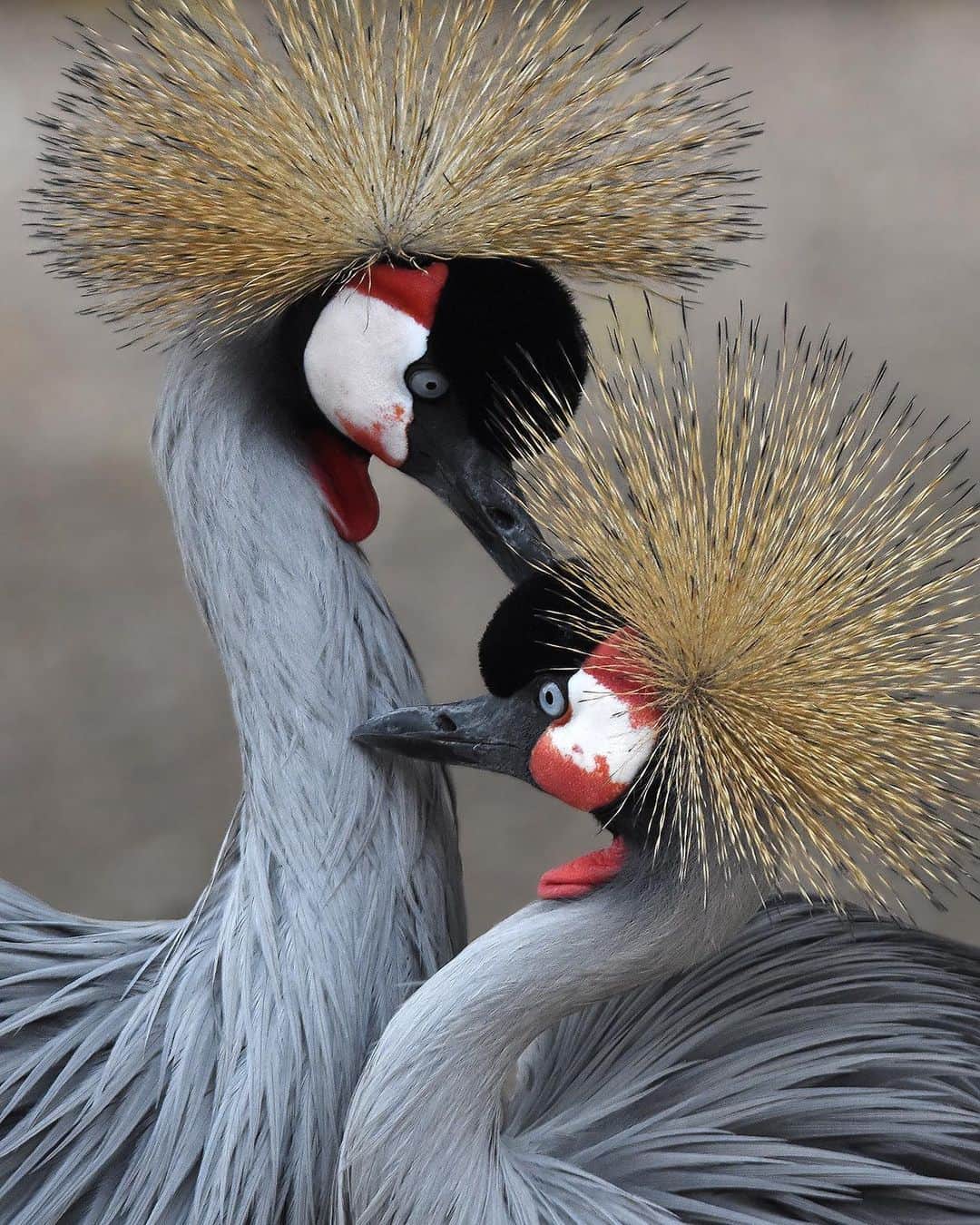 Discoveryさんのインスタグラム写真 - (DiscoveryInstagram)「“While photographing these two Grey Crowned Cranes, they surprised me by locking into a loving embrace and only having eyes for each other. To me that really showed the tenderness and affection they felt. I was so happy to be able to capture it and I realized straight away that I had witnessed something special!” 📸 + caption by Femke van Willigen (@ajoebowan) . . . . #photography #photooftheday #explore #naturephotography #nature #potd #travelIG #wow #natureIG #explore #travelgram #Avifauna #AlphenAanDenRijn #theNetherlands #cranes #birds #birdIG #love #birdwatching #GreyCrownedCranes」8月16日 6時42分 - discovery