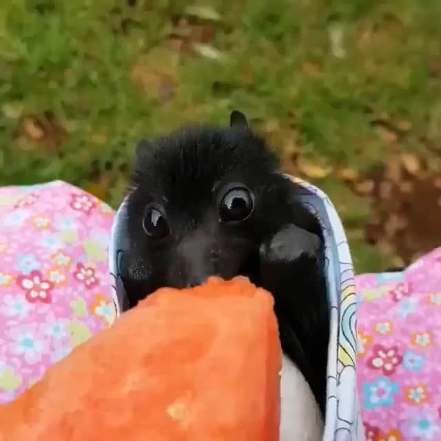 レナ・ヘディのインスタグラム：「Accurate representation of me trying to figure out WTF  is happening in our world .. When we could just have one big party and eat watermelon and stop fearing and start loving. 💗💗💗💗💗#Ifyouownagunandyourenotadickistillloveyoujustwishyoudidntvalueowningagunmorethanyourfellowhumans  G’night 🤓」