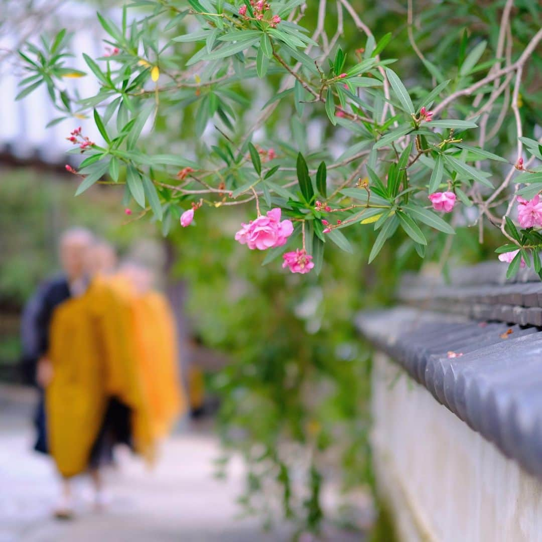 奈良 長谷寺 / nara hasederaさんのインスタグラム写真 - (奈良 長谷寺 / nara hasederaInstagram)「#行者 その傍らに#夾竹桃  During training, they continue to pray with the image of Buddha every day in order to master #esoteric Buddhism.  #長谷寺 #奈良長谷寺 #総本山長谷寺 #花の御寺 #奈良 #hasedera #hasederatemple #temple #japan #japanesetraditional #pilgrimage #nara #tourism #sightseeing #japanesetemple #西国 #西国三十三所 #霊場 #巡礼 #四寺巡礼 #やまとびとツアーズ #長谷寺が好き」8月16日 17時35分 - hase_dera