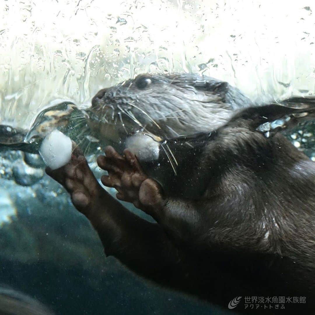 世界淡水魚園水族館 アクア・トト ぎふのインスタグラム：「コツメカワウソに氷をプレゼント！ 氷を転がして遊んだり、ガリガリかじったり。１８日まで実施しています。 #アクアトト #アクアトトぎふ #アクアトト岐阜 #コツメカワウソ」