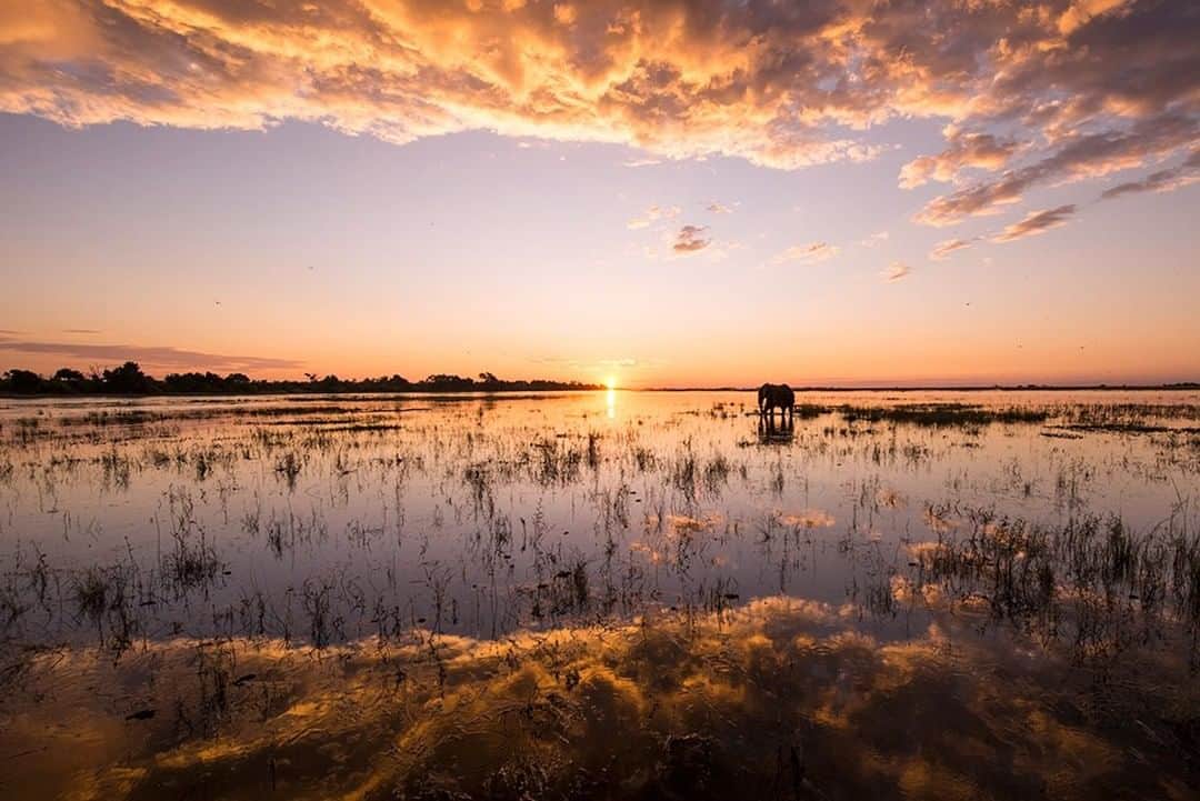National Geographic Travelさんのインスタグラム写真 - (National Geographic TravelInstagram)「Photo by @daisygilardini | Botswana is home to one of Africa’s largest elephant populations (a third of the total), around 130,000 individuals in all. A 2018 Elephants Without Borders survey, however, reports an unprecedented increase in poaching, after nearly 90 elephant carcasses were found. Follow me @DaisyGilardini for more images and stories behind the scenes #africa #elephant #botswana #chobenationalpark #wildlifephotography」8月16日 16時04分 - natgeotravel