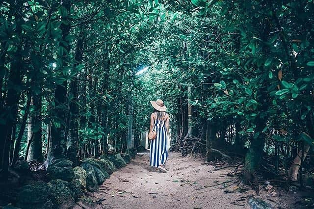 Be.okinawaさんのインスタグラム写真 - (Be.okinawaInstagram)「A lovely stroll through the lush greenery of Bise's Fukugi Tree Road. I will assure you that by the end of the path, you'd be falling in love with Okinawa's beauty! 📷:@sakino_travel  #bisefukugitreeroad #motobu #備瀨福木林道 #本部町 #비세후쿠기가로수길 #모토부 #備瀬のフクギ並木 #フクギ #fukugi #promenade #beokinawa #visitokinawa」8月16日 16時05分 - visitokinawajapan