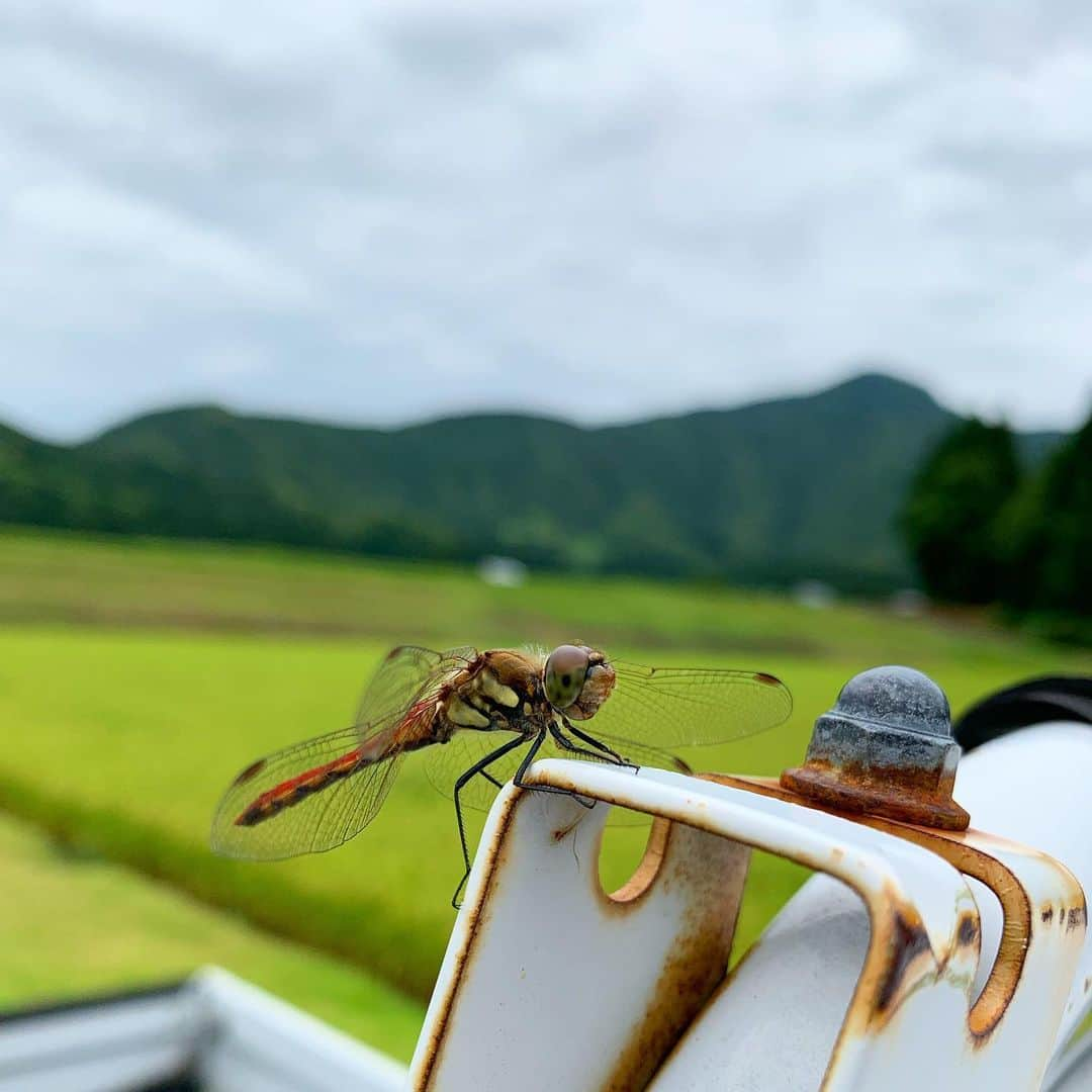 ＪＡ北魚沼（北魚沼農業協同組合）さんのインスタグラム写真 - (ＪＡ北魚沼（北魚沼農業協同組合）Instagram)「北魚沼の景色 2019.8.16 【 赤とんぼと軽トラ 】 ． 田んぼの見回りをしていたら、赤とんぼがたくさん飛んでいました✨ ． 早速スマホを取り出そうとゴソゴソしていたら、赤とんぼさんが自分から軽トラックの所へ遊びに来てくれました😊 スマホを近づけても「カッコよく撮れよ‼︎」と言わんばかりに全く逃げようとせずにその場にいてくれました😆 ． 収穫が近づいているんだなぁと思った瞬間でした💡 ． #ja北魚沼 #北魚沼 #農協 #きたうおぬま #新潟県 #魚沼市 #長岡市川口 #北魚沼産コシヒカリ #北魚沼産こしいぶき #北魚沼産新之助 #魚沼産コシヒカリ ． ． #niigatapic #gataphoto #uonuma_pic #誰かに見せたい景色 #ダレカニミセタイケシキ  #田舎の風景  #田舎暮らし #何気ない日常 ． #ごはん #よるごはん #ばんごはん #おうちごはん ． #こめすたぐらむ #コメスタグラマー」8月16日 17時12分 - jakitauonuma_official