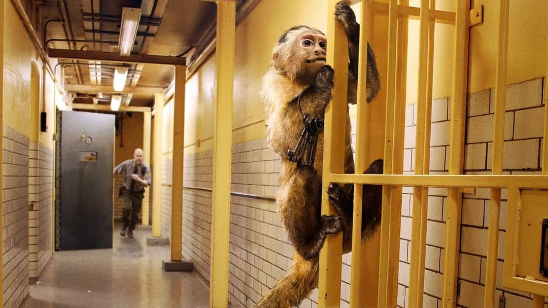 ジ・オニオンさんのインスタグラム写真 - (ジ・オニオンInstagram)「Epstein Guards Placed On Disciplinary Leave For Allowing Selves To Be Distracted By Mischievous Monkey That Stole Key Ring」8月16日 8時30分 - theonion