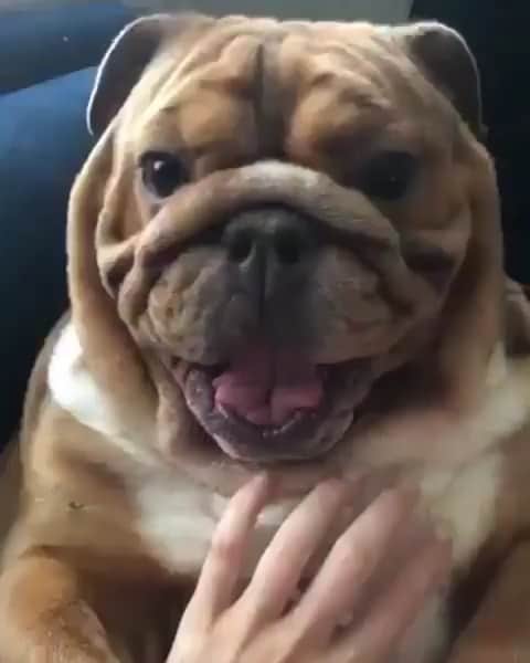 のインスタグラム：「Smile 😊 tomorrow’s Friday! 🎉🐶♥️ . . . . . #bulldog #love #smile #friday #happy #weekend #goodvibes #dogsofinstagram @hugo_theenglishbulldog」