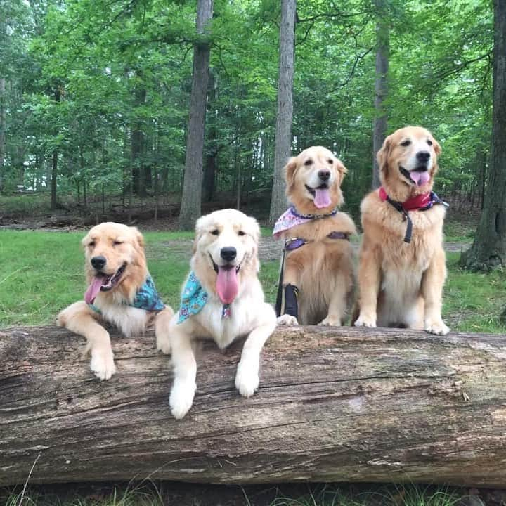 モヒートさんのインスタグラム写真 - (モヒートInstagram)「Grandma and grandpa babysat us so mommy could get some rest. Reyka came over too! ------------------------------- #goldensofig #goldenretriever  #goldenretrieversofinstagram #betterwithpets #dogsofig  #dogsofinstagram #fluffypack #gloriousgoldens #welovegoldens #ilovemydog #goldenlife #bestwoof #ProPlanDog #ilovegolden_retrievers #mydogiscutest #retrieversgram #dogsofcle  #cousins #squad」8月16日 8時53分 - mojito_rose_family