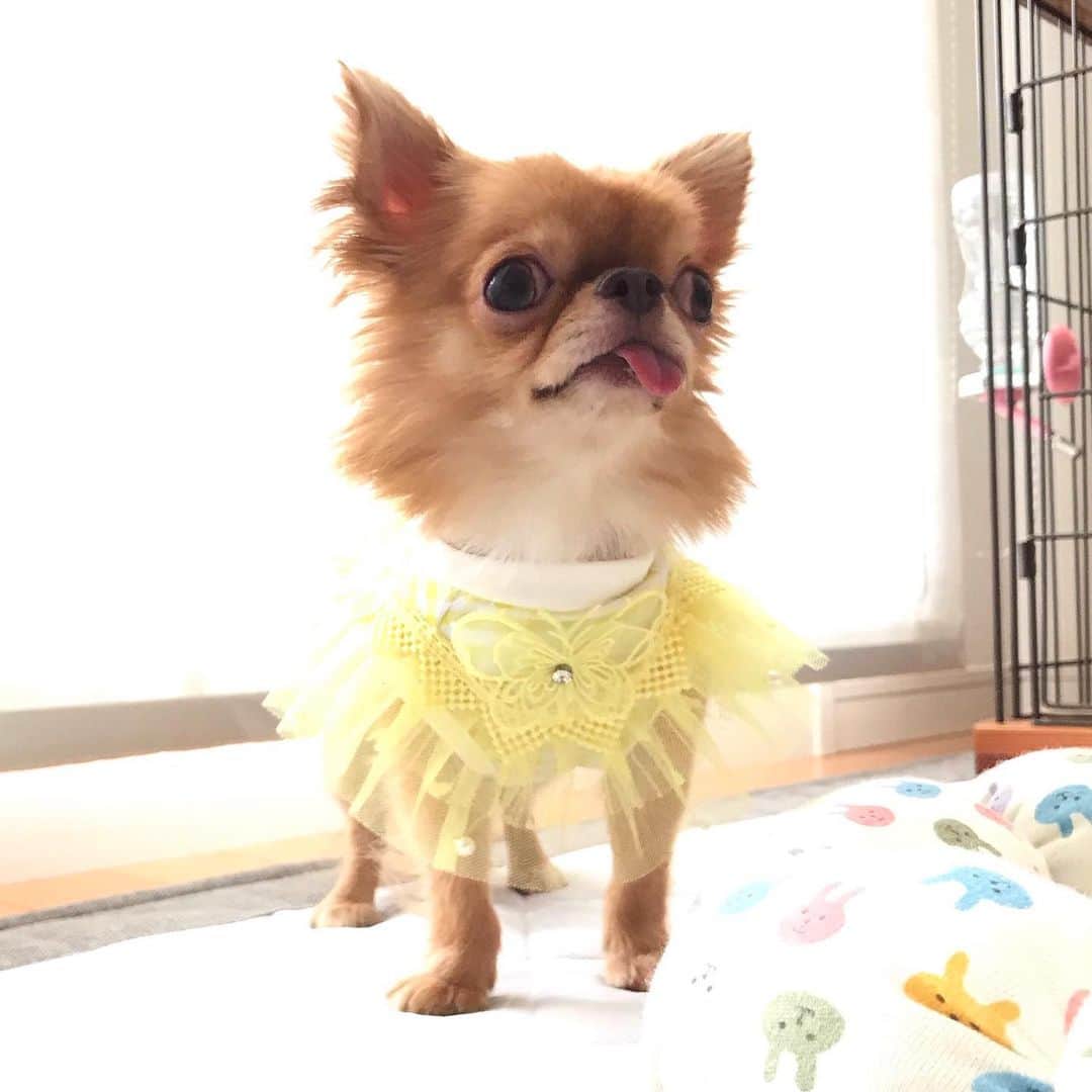 kayoのインスタグラム：「* * 台風も通り過ぎて 晴れてきた😊☀️ * * kulio💗 * * #chihuahua#chihuahualove#dogstgram#dog#instadog#チワワ#チワワ大好き * *」