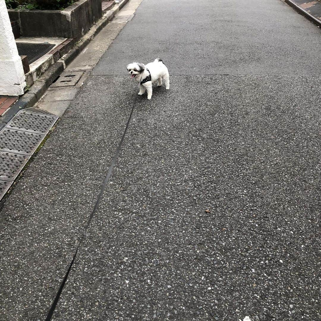 濱田マサルさんのインスタグラム写真 - (濱田マサルInstagram)「嫌な事を全て吹き飛ばしてくれそう  そんな風  #濱田もち」8月16日 8時59分 - hamadamasaru