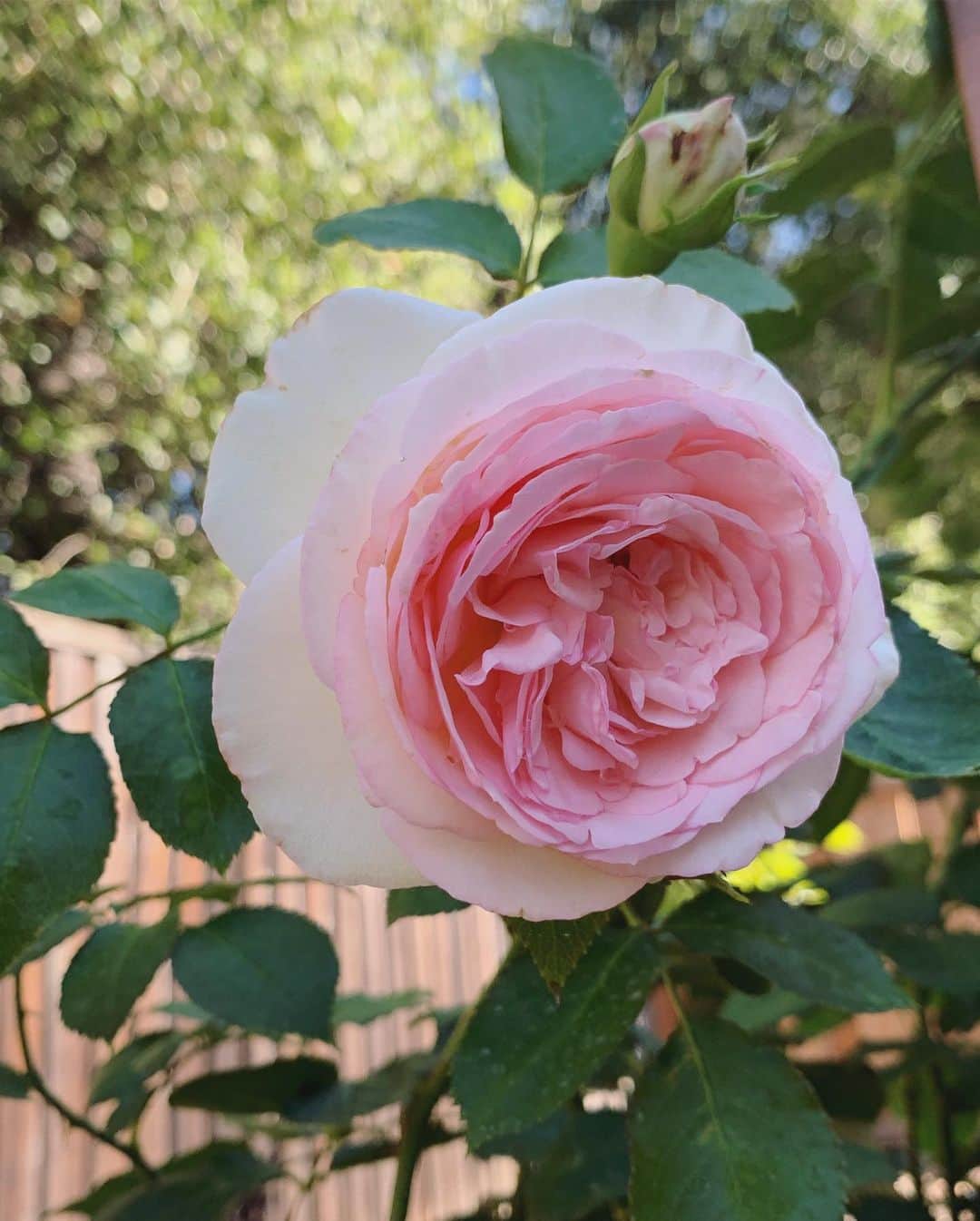 OLIVIAさんのインスタグラム写真 - (OLIVIAInstagram)「My Eden rose climber is starting to bloom!!🥰💖💕👍🌈🌞 #edenrose #edenroses #summerblooms」8月16日 9時13分 - olivialufkin