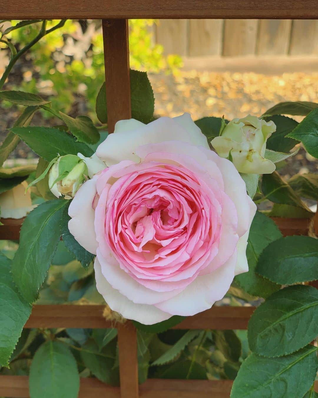 OLIVIAのインスタグラム：「My Eden rose climber is starting to bloom!!🥰💖💕👍🌈🌞 #edenrose #edenroses #summerblooms」