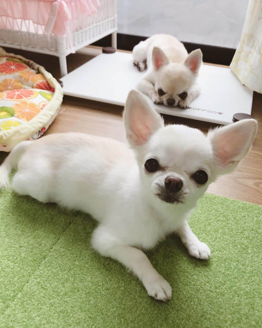 ∞maki∞??????さんのインスタグラム写真 - (∞maki∞??????Instagram)「2019.8.16 サラ♡オミ♡ ・ ・ おはようございます☀ ・ ・ 台風去ったらめちゃ暑い〜😵💦 ・ ・ ・ 皆さま今日も良い一日を〜😉💞 ・ ・ #dog#Chihuahua#Chihuahualove#Chihuahualife#instaChihuahua#IGersJP#all_dog_japan#happy#cute#love#犬#愛犬#イヌスタグラム#ちわすたぐらむ#チワワ#ロングコートチワワ#多頭飼い#可愛い#癒し#幸せ#おはよう#Goodmorning」8月16日 9時10分 - maki_dfpso