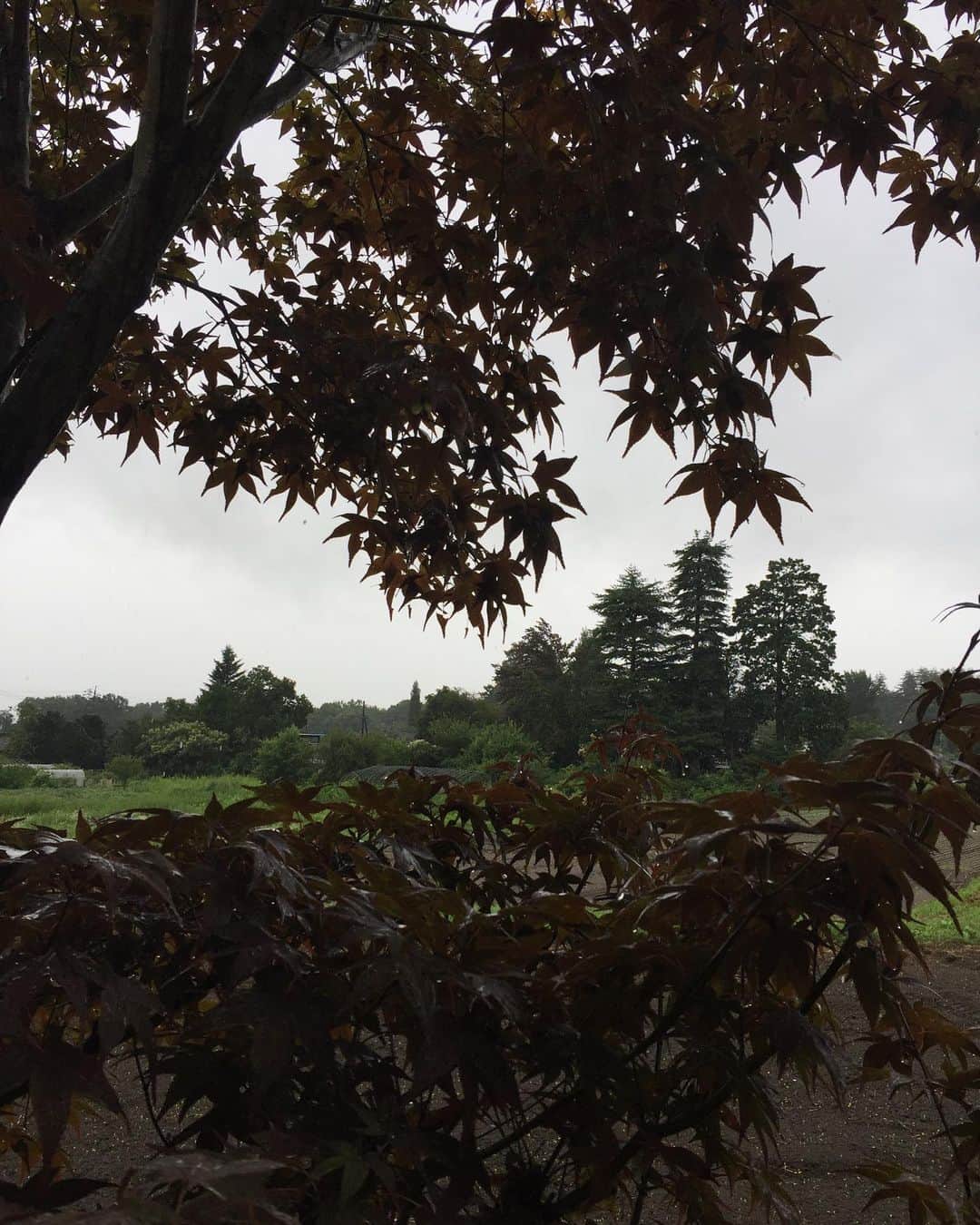 チックンとプーちゃんのふるさと? From Japan??さんのインスタグラム写真 - (チックンとプーちゃんのふるさと? From Japan??Instagram)「おはよう金曜日☂️ #安曇野#雨#トイプードル」8月16日 9時17分 - fivestar.netcafe