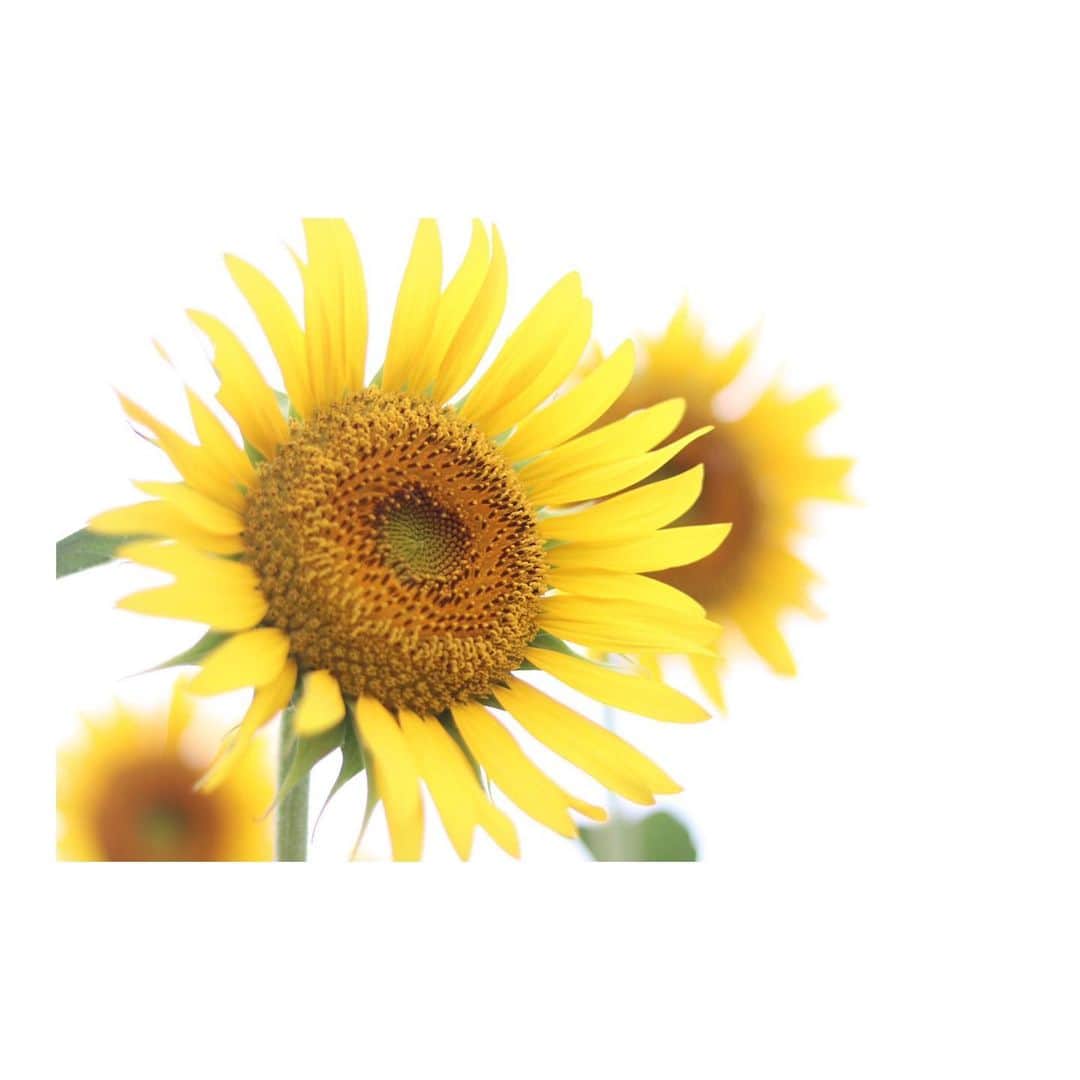 *✭ᏋണᎥ✭*さんのインスタグラム写真 - (*✭ᏋണᎥ✭*Instagram)「ㅤㅤㅤㅤㅤㅤㅤㅤ ㅤㅤㅤㅤㅤㅤㅤㅤ #sunflower 🌻 ㅤㅤㅤㅤㅤㅤㅤㅤ ㅤㅤㅤㅤㅤㅤㅤㅤ #ひまわり#向日葵#🌻#一眼レフ#ファインダー越しの私の世界#canon80d #Canon#単焦点#単焦点レンズ#はな#花#flower#sunflower🌻 #sunflower#夏#summer#座間ひまわり畑 #神奈川 #instagood」8月16日 9時19分 - emiliopucci__