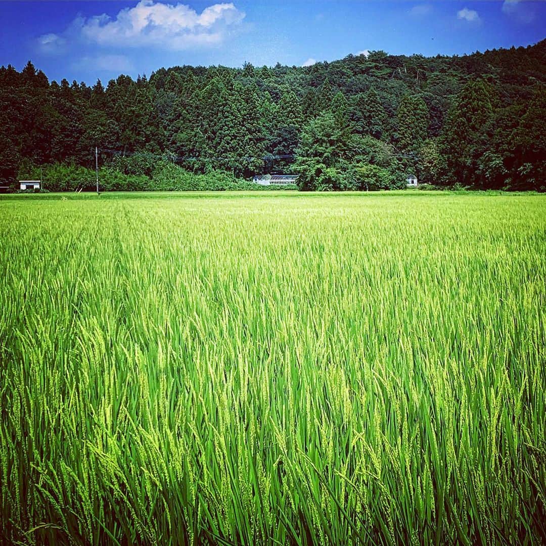 石田昌宏さんのインスタグラム写真 - (石田昌宏Instagram)「日本のふつうの景色です。 夏は、青と緑がいっぱいに広がる。  #unknownjapan  #田んぼ」8月16日 9時27分 - masahiro_ishida_