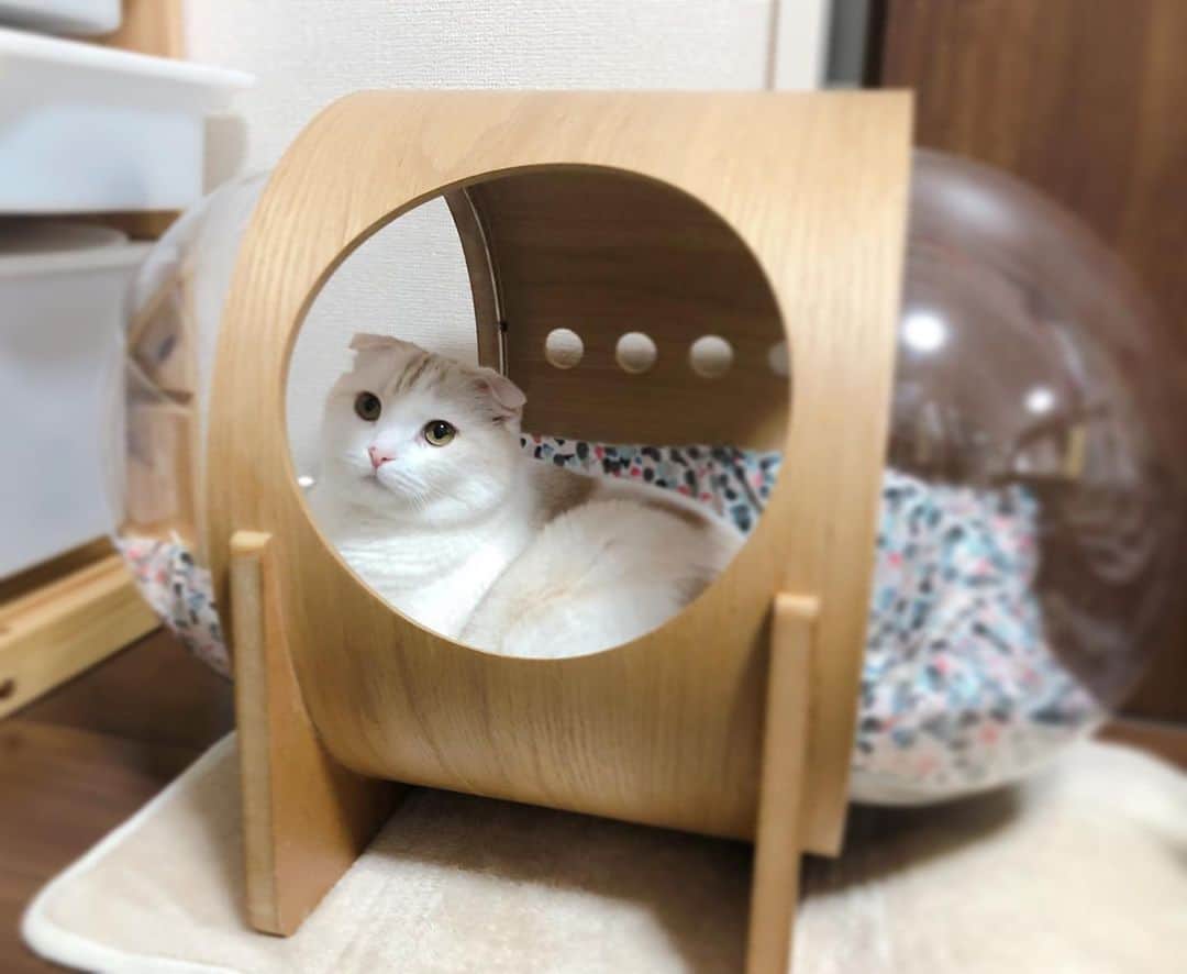 はなぼくろきなこのインスタグラム