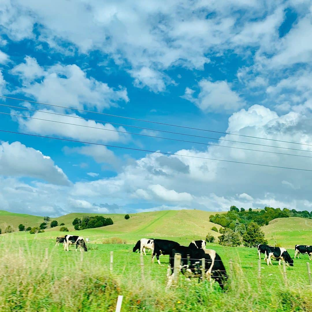 山崎千裕のインスタグラム：「2019_Aug 🇳🇿 #NewZealand #tour #musicfestival #Newzealandtrip #newzealandroadtrip #SouthernHemisphere #farms #cows #cattle」