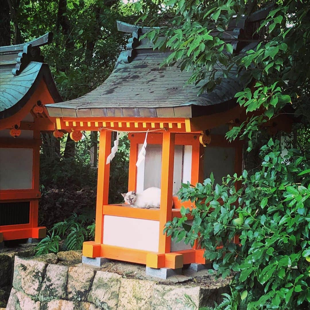 美甘子さんのインスタグラム写真 - (美甘子Instagram)「昨日、台風がひどくなる前に大山祇神社へ参拝。小さな社に猫が雨宿りしていて可愛かった。生樹の御門もくぐってきた。  参道の みんなの家が開いていたので、自家製梅シロップソーダをいただきました。みんなの家に置いてあった「大三島と生きる人々」という写真集に父母がベランダでおいもこいもを抱っこしてる写真が載っていた。とっても良い写真。 ＃大山祇神社」8月16日 9時35分 - rekish_mikako