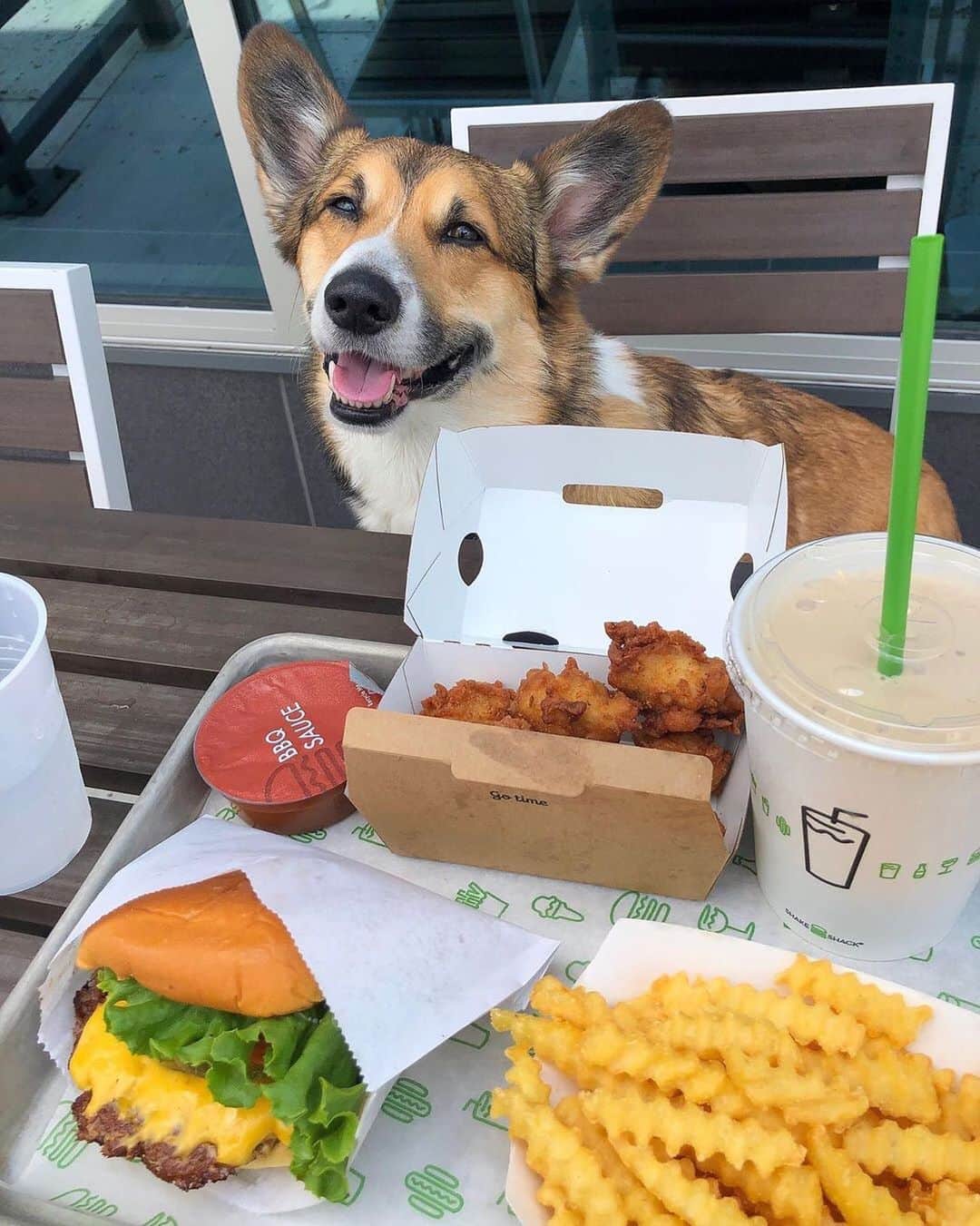 SHAKE SHACKさんのインスタグラム写真 - (SHAKE SHACKInstagram)「@scoobsthecorgi havin’ a doggone good time. 🐶 We’re still spotlighting our fave four-legged fans ‪through 8/31! If you want a shot at scoring the ultimate Shack bundle for your pup (complete with @boccesbakery ShackBurger biscuits, our Shake Shack x @bark collab toys and an exclusive printed bandana), just:⁣⁣⁣‬⁣ ‪⁣⁣⁣‬⁣ ‪1. Post an original pic of your pooch at the Shack to your public IG profile⁣⁣⁣‬⁣ ‪2. Include the hashtags #DogsOfShack+ #Contest⁣⁣⁣‬⁣ ‪3. Make sure you’re following @shakeshack⁣⁣⁣‬⁣ ‪⁣⁣⁣‬⁣ ‪We’ll be featuring your submissions throughout the month + will pick 15 winners on 9/3! 🐶⁣⁣⁣‬⁣ ‪⁣⁣⁣‬⁣ ‪The fine print: No purchase necessary to enter or win. Limit one (1) submission per person. Must be 18 years old or older to enter. Winners will be announced on September 3, 2019. This Contest is no way sponsored, endorsed, affiliated, or associated with Instagram. See Official Rules for more details (linked in bio). #shakeshack‬」8月16日 9時35分 - shakeshack