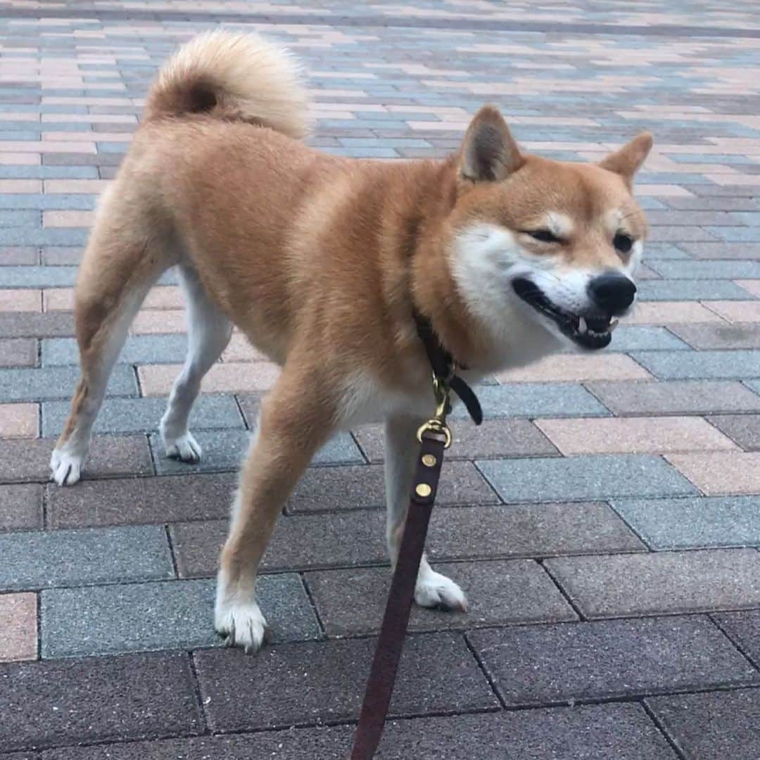 豆柴にこちゃんさんのインスタグラム写真 - (豆柴にこちゃんInstagram)「🐶 おはよー リクエストにお答えして、 ストーリーにあげた 強風を受けて顔が変ななってる動画、 こちらにもpostします🌀 . 悔しいです‼️ みたいな顔してる🤣 . #ザブングルにこ . #柴犬#豆柴#pecoいぬ部#犬#わんこ#犬#ここ柴部#shibainu#dog#mameshiba#pecotv#dog#いぬのきもち部#しばいぬ#しばけん#こいぬ#シバイヌ#いぬ#イヌ#赤柴#マメシバ#ペット#日本犬#子犬#puppy#doggo#pet#시바견#강아지#개」8月16日 9時35分 - nikochan.mame48