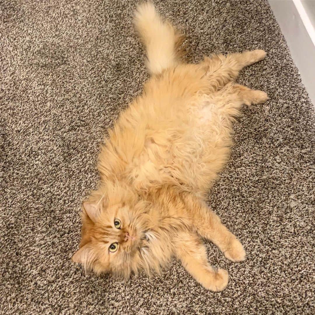 Coen, Ava, Reyのインスタグラム：「You may not pass go until you rub dis belly.」