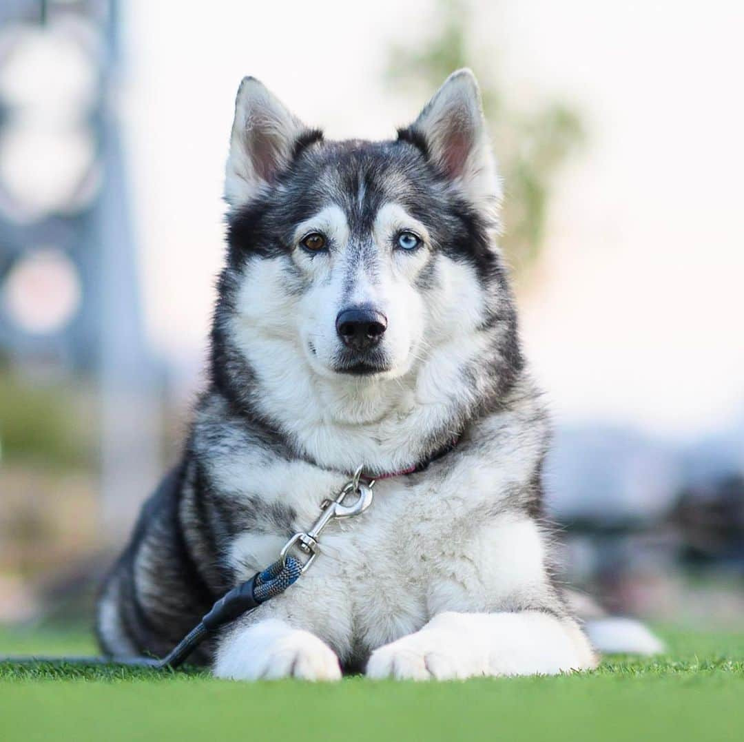 The Dogistさんのインスタグラム写真 - (The DogistInstagram)「Ninoska, Siberian Husky (10 y/o), Domino Park, Brooklyn, NY • “I’m not sure what her name means – her first owner was Russian. She howls for cookies.”」8月16日 11時09分 - thedogist