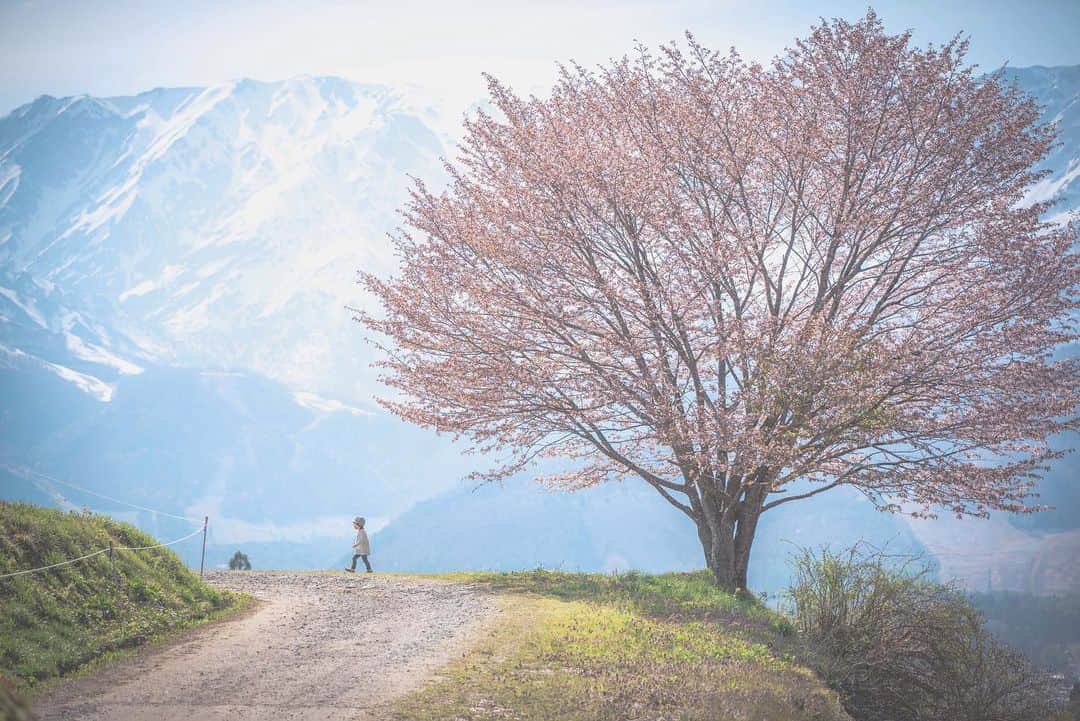 Satoyama推進コンソーシアムさんのインスタグラム写真 - (Satoyama推進コンソーシアムInstagram)「白馬村に咲く一本の桜。後ろにそびえるアルプスの雄大さもあってか普段あまり歩かない2歳の娘もてくてく散歩。とても気持ちのいい場所でした。⁠⠀ ※Satoyamaフォトコンテスト2019代理投稿作品⠀⁠⠀ ⠀⁠⠀ #jtsatoyama2019⁠⠀ #フォトコンテスト⁠⠀ #フォトコン⠀⁠⠀ #写真⠀⁠⠀ #カメラ⠀⁠⠀ #里山⠀⁠⠀ #里海⠀⁠⠀ #風景⠀⁠⠀ #風景写真⠀⁠⠀ #日本の絶景⠀⁠⠀ #日本の美しい風景⠀⁠⠀ #田舎⠀⁠⠀ #田舎暮らし⠀⁠⠀ #photo⠀⁠⠀ #satoyama⠀⁠⠀ #satoumi⠀⁠⠀ #japan⠀⁠⠀ #landscape⠀⁠⠀ #japan_visit⠀⁠⠀ #Lovers_Nippon⠀⁠⠀ #daily_photo_jpn⠀⁠⠀ #naturephotography」8月16日 11時36分 - jt.satoyama_consortium