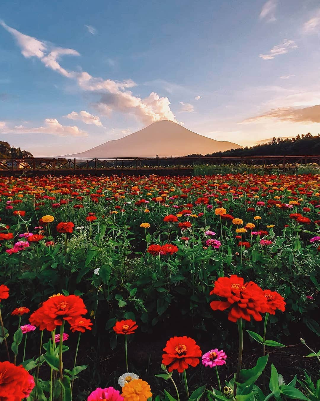 Galaxy Mobile Japanさんのインスタグラム写真 - (Galaxy Mobile JapanInstagram)「富士山は今が見頃！実はまだ登ってみたことがなくて、この夏にぜひ行ってみたいと思っています😳撮影しているカメラは #GalaxyS10📸 お花の名前は、百日草（ジニア）といいます！ 真っ直ぐに咲くジニア💐と雄大な富士山をお届け🗻 #withGalaxy Photo by @t.1972 ・ ・ ・ #山梨 #山中湖 #花の都公園 #百日草 #ジニア #花が好き #花のある暮らし #富士山 #富士山🗻 #夏休み #夏旅 #yamanashi #Galaxyカメラ部」8月16日 12時00分 - samsungjpn