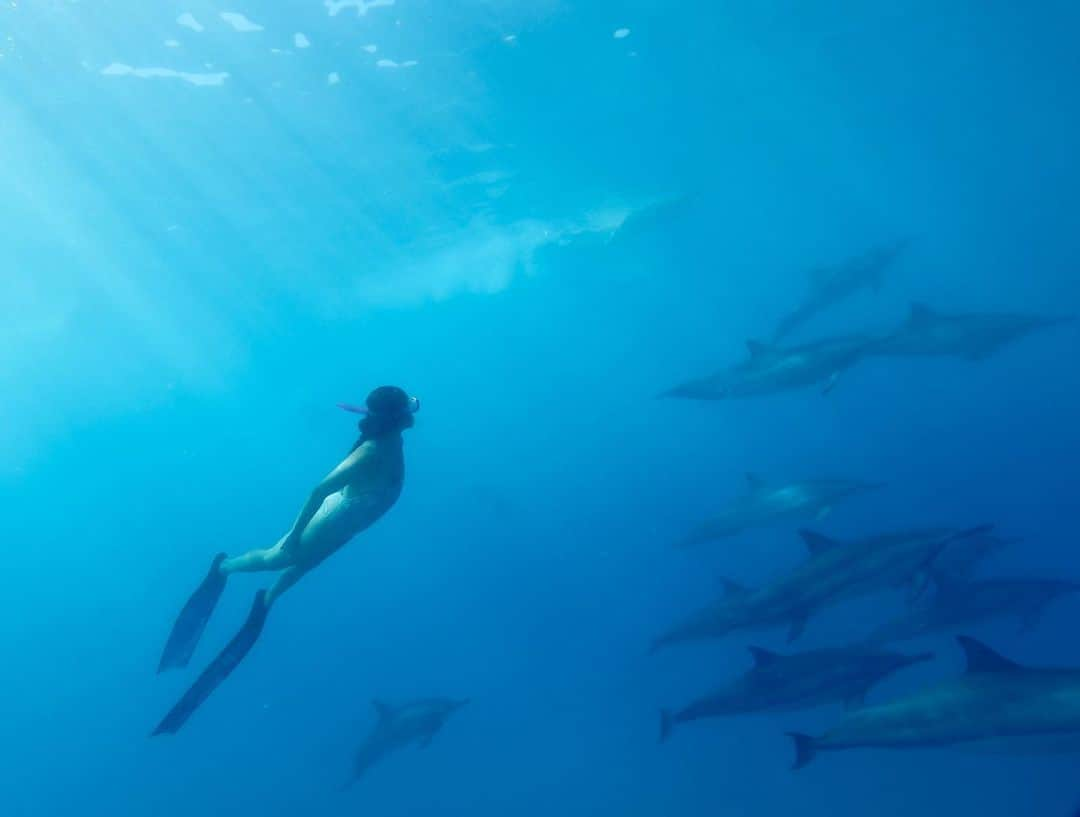 石田ニコルさんのインスタグラム写真 - (石田ニコルInstagram)「うみいきたい うみいきたい  イルカに会いたい🐬  お仕事頑張ったら すぐ潜りにいこっと …レイ兄さん ボンベいけるかな。 それかお留守番かな  笑  #海の思い出 #ふぁいてぃん」8月16日 12時03分 - nicole_ishida