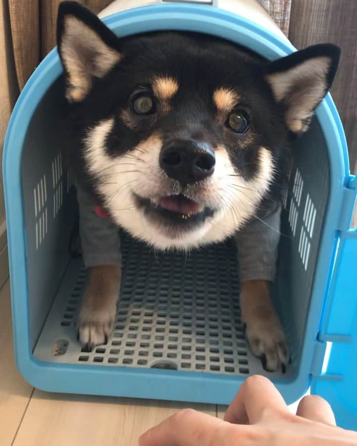 まめ丸のインスタグラム：「* * 今日のあさごはん🍚まち🐶💓 （ひさしぶりにべっそー🏠であさごはん✨） * #おなかぺこぺこ丸 #まめ丸パタパタ動画  #まめ丸の別荘 シリーズ * #柴犬#豆柴#柴#黒柴#犬#shiba#shibainu#shibastagram#shibadog#puppy#instadog#dogstagram#dog#instashiba#petstagram#pet#cutepetclub#강아지#멍스타그램#doglover#ilovemydog#weeklyfluff#rakutenpet」