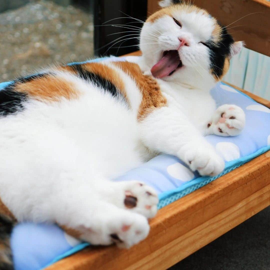 sancheloveさんのインスタグラム写真 - (sancheloveInstagram)「強風で庭の大きな植木鉢がゴロゴロと転がってしまいました..🌳🌪😓 ゴロゴロするのは猫だけでいいのにw😝#うにゃうにゃ #kitty#catstagram#catstagram_japan#petstagram#picneko#instacat#meow#catoftheday#catofworld#ilovemycat#funnycat#猫#ねこ#にゃんこ#みんねこ#にゃんだふるらいふ#ふわもこ部#にゃんこ#PECOねこ部#ねこまみれ#ねこ休み展#munchkin#calico#scottishfold#マンチカン#ねこのいる暮らし Urara」8月16日 13時00分 - sanchelove