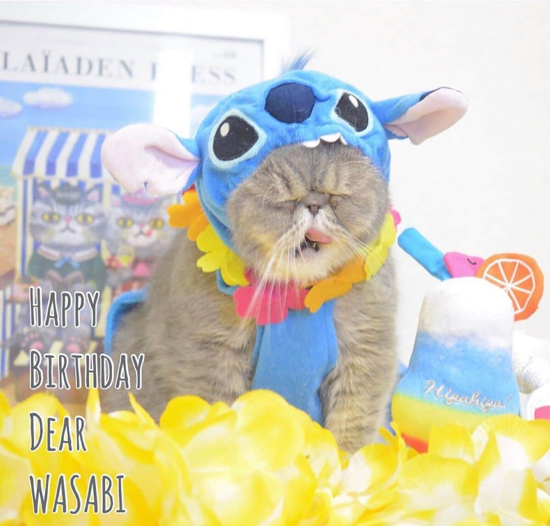 and myuさんのインスタグラム写真 - (and myuInstagram)「Happy  birthday！ Dear WASABI😻♥️ 2019.8.15 . . ｢ちょ！ この写真僕のボツ写真やなかったん？ もっと男前な写真あったやろ母ちゃん！ 悪意感じるわ～🤭｣わ👦 . . #悪意ちゃうで #愛しかないで #昨日は台風やし皆でマッタリし過ぎて #写真upすんの忘れてたで #誕生日#birthday  #愛してんぞ #ちょっと太り気味の #スティッチ #stitch  #なんやろ #誰かに似てる .」8月16日 12時57分 - _wasastagram_