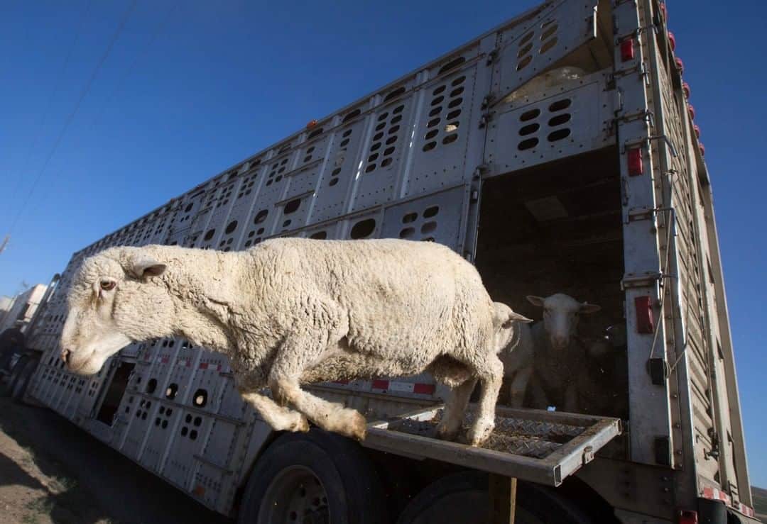National Geographic Travelさんのインスタグラム写真 - (National Geographic TravelInstagram)「Photo by @Sofia_Jaramillo5 | Sheep jump out of a truck as they are let out to graze near Sunnyside, Washington. Sheep have to be moved to new areas every two days to avoid overgrazing. I first learned about sheep herding in the western United States when I was a young kid. I was mountain biking, came around a bend and accidentally crashed into a band of sheep in a forest near Ketchum, Idaho. Ever since then, I've been curious about sheepherding in the American West and continue to work on projects exploring it. For more photos from this project follow me @sofia_jaramillo5. #sheep #wool #pnwsheepherders #ranching」8月16日 13時04分 - natgeotravel