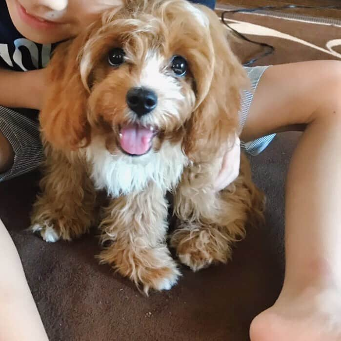 難波サキさんのインスタグラム写真 - (難波サキInstagram)「実家満喫中🐶💕 わが家の6代目わんこ。 ソフィちゃん(キャバリア×トイプーmix) まだ4カ月のパピーちゃん✨ ヨーキーのココちゃんは5代目 もう10歳になっちゃったからよちよち。 かわいこちゃんに癒されっぱなし🤤✨✨ 台風もそれてまさかの只今晴天。 お庭でゴロゴロしようかなっ🍃 #夏休み #実家帰省  #キャバプー #ヨーキー #ママと息子の夏休み」8月16日 13時40分 - sakinanba