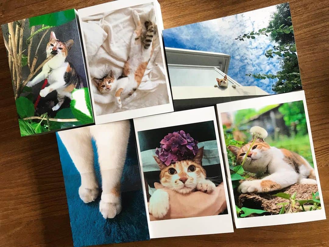 山田稔明さんのインスタグラム写真 - (山田稔明Instagram)「かわいい…。ポチ実ポストカードセット、やばいやつが間に合った。ポチ実にとって初めてのポストカードです！ #ポチ実 ＃三毛猫」8月16日 14時13分 - toshiakiyamada