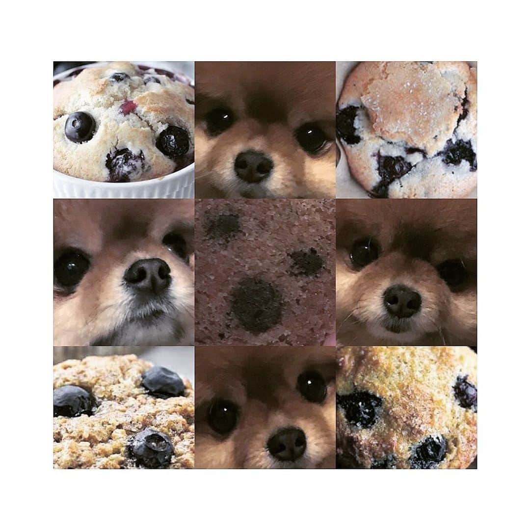 フィオナ・シットさんのインスタグラム写真 - (フィオナ・シットInstagram)「#puppies & #muffins are both good」8月16日 14時15分 - physit