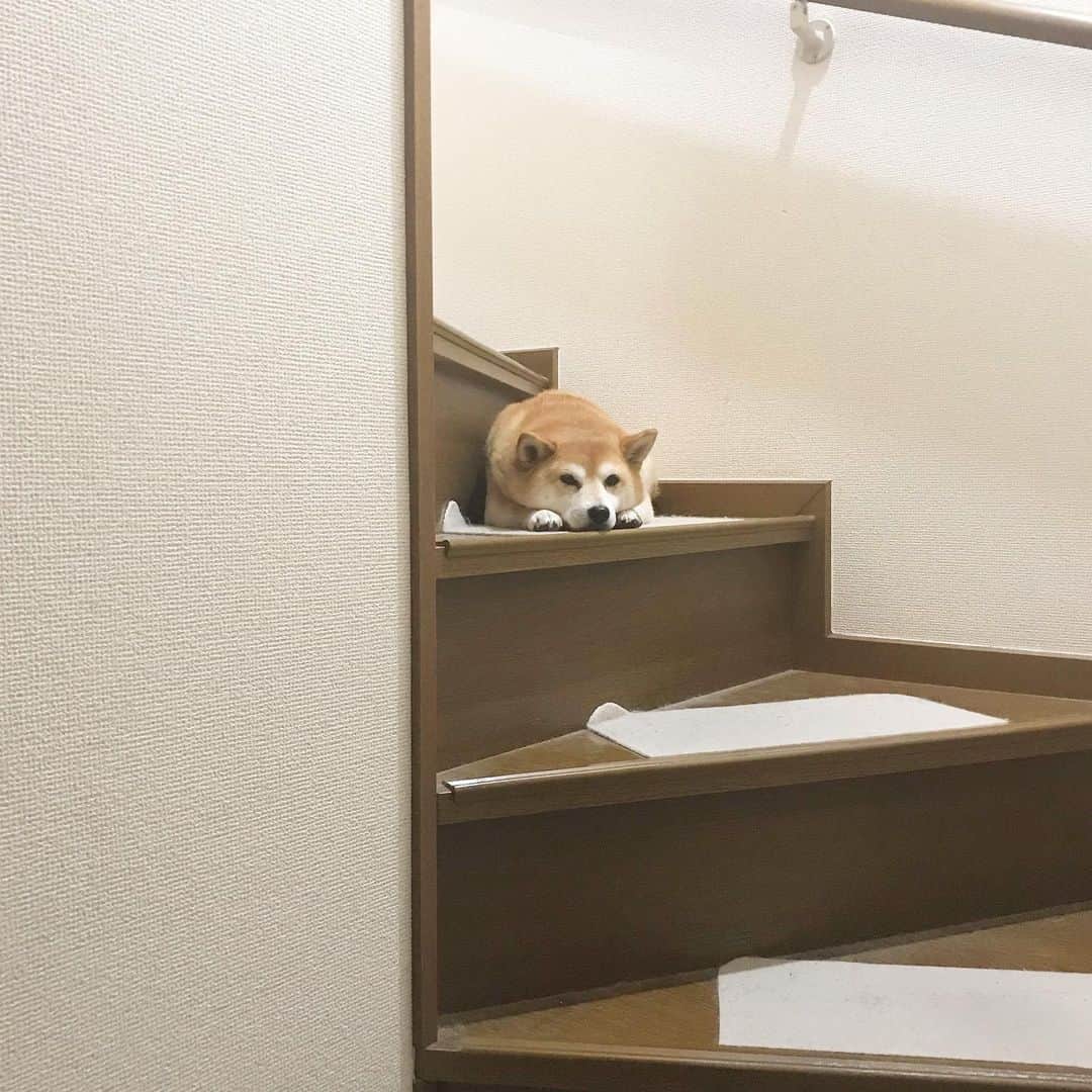 マル子のインスタグラム：「頑張って階段を降りて来てもこの辺りで休憩して降りてこない😂  #マル子  #柴犬  #shiba  #こういうやつです」