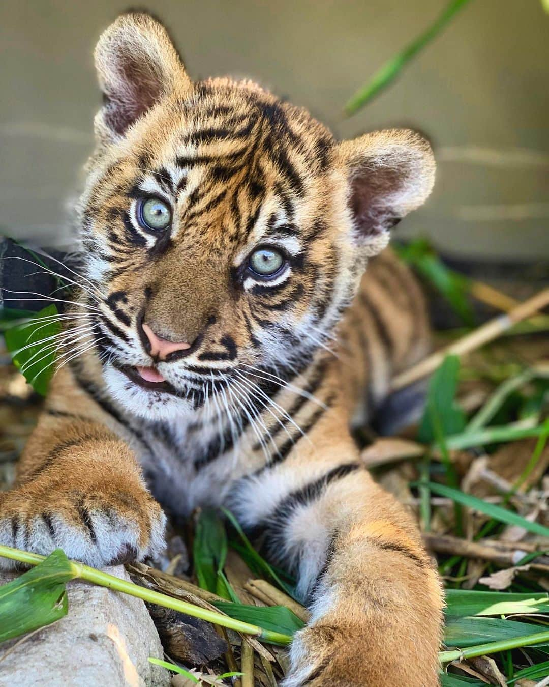 タロンガ動物園さんのインスタグラム写真 - (タロンガ動物園Instagram)「Those cub eyes... ⠀ ⠀ 📸 via @ellepatrice ⠀ ⠀ #forthewild」8月16日 15時27分 - tarongazoo