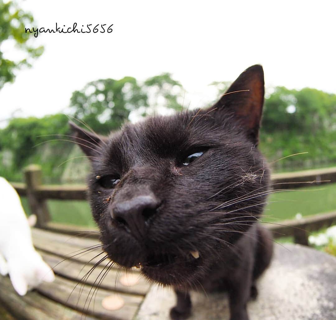 路地裏のにゃん吉さんのインスタグラム写真 - (路地裏のにゃん吉Instagram)「よそのナワバリから来た黒猫  牙出てるけど良い子  #生き抜け野良猫  #แมว #igersjp#ねこ#猫#ig_japan#ねこ部#ふわもこ部#kittens_of_world #にゃんすたぐらむ#みんねこ #cats#ファインダー越しの私の世界 #catsofinstagram#catstocker#gatto#catloversclub#ペコねこ部#ピクネコ #東京カメラ部#icu_japan#team_jp_西 #고양이#nekoclub #catstagram#japan_photo_now #bestcatclub #katze #balousfriends#ファインダーは私のキャンパス」8月16日 15時31分 - nyankichi5656