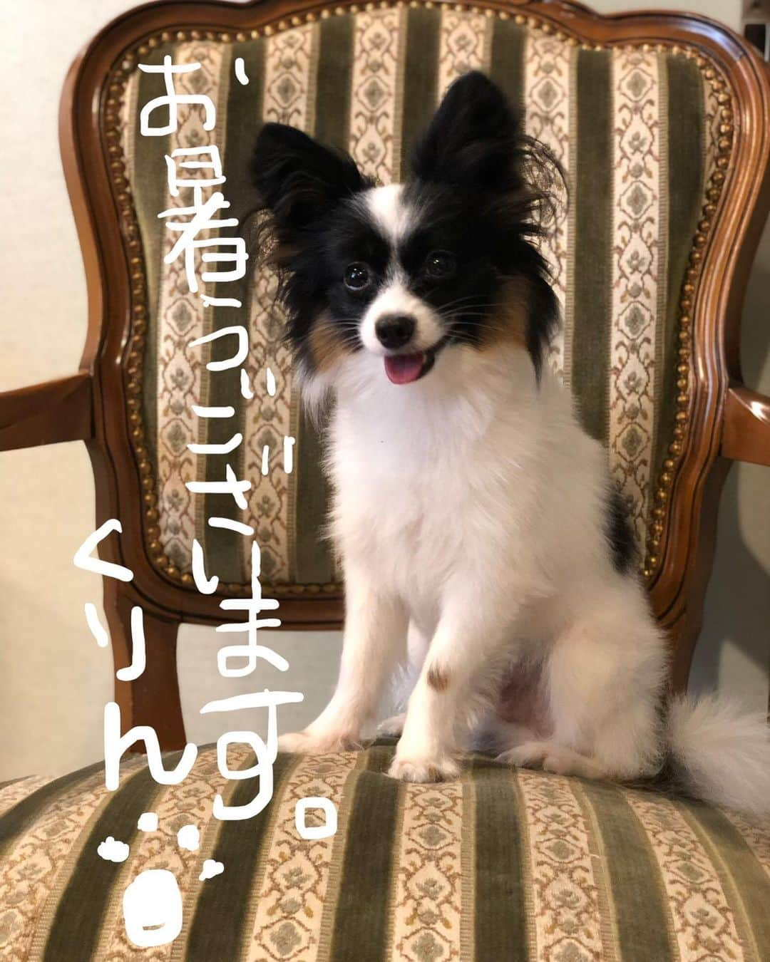 桑原りささんのインスタグラム写真 - (桑原りさInstagram)「季節のご挨拶🐶 #暑い #パピヨン  #パピヨン飼っている人と繋がりたい  #犬」8月16日 15時48分 - lisakuwamon