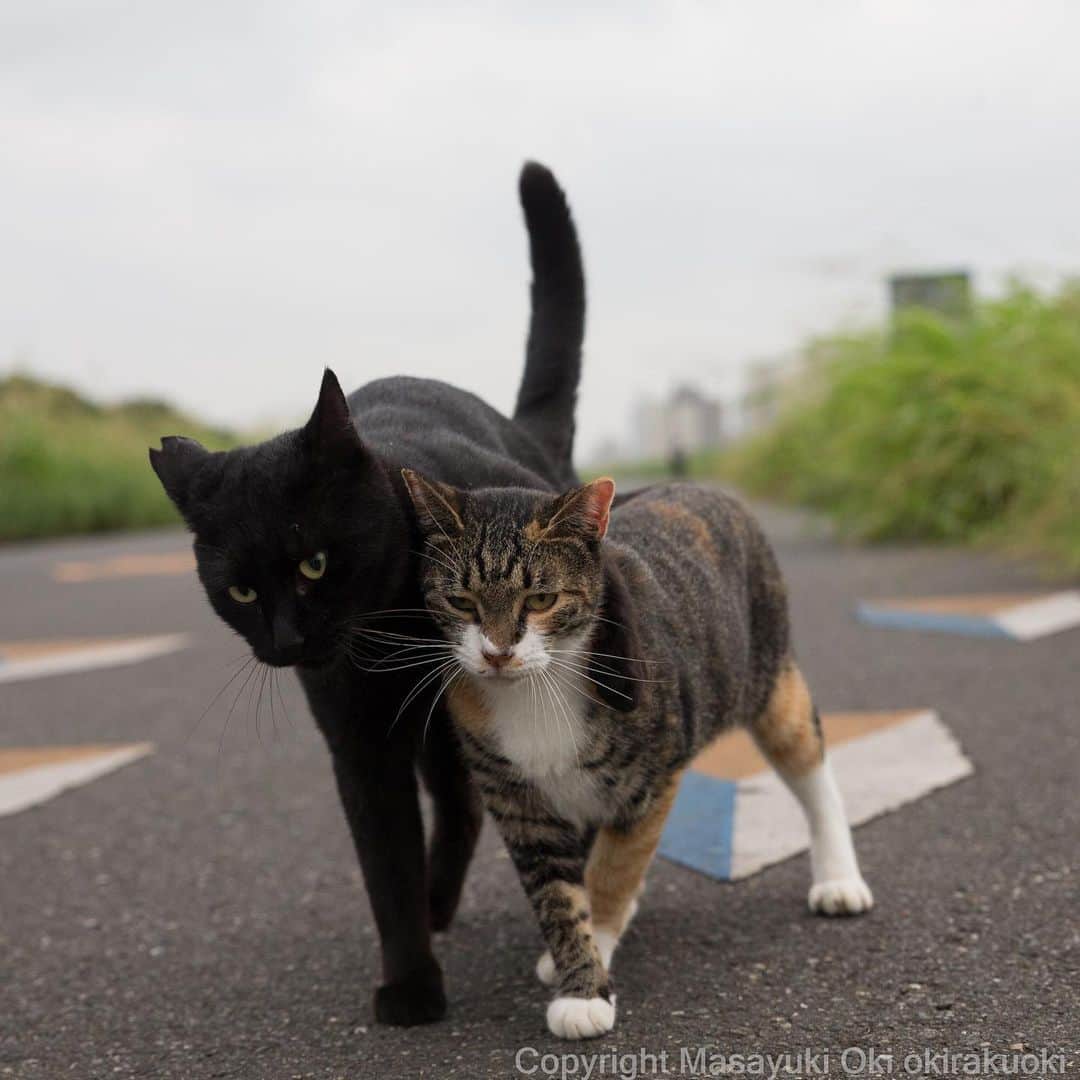 Masayukiさんのインスタグラム写真 - (MasayukiInstagram)「腕をまわして彼氏気どり。  #cat #ねこ」8月16日 15時52分 - okirakuoki