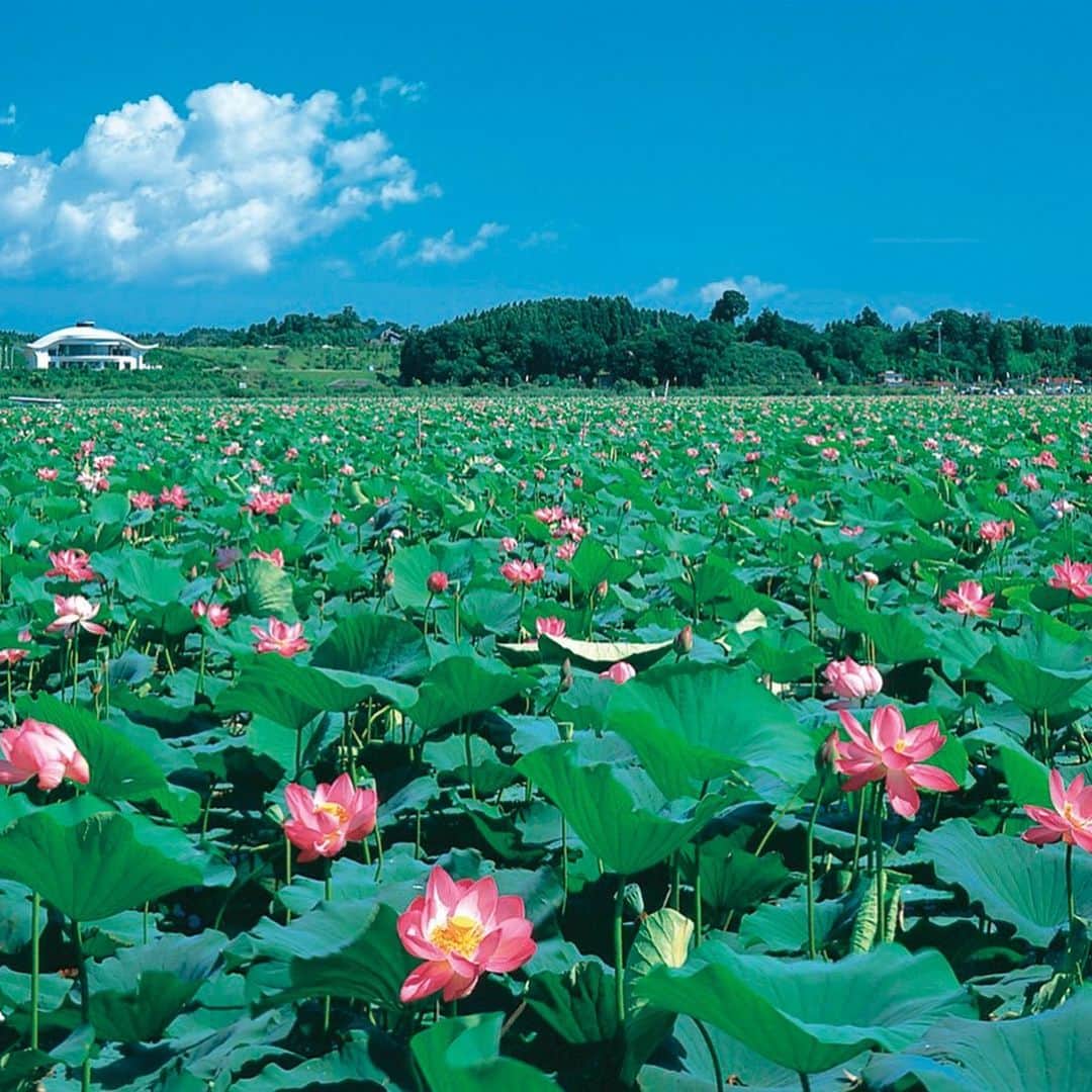 宮城県観光課さんのインスタグラム写真 - (宮城県観光課Instagram)「【伊豆沼・内沼はすまつり、長沼はすまつり】 湖面を覆い尽くすようにハスの花が咲き誇る、その光景はまさに極楽浄土のようです。 まつり期間中は遊覧船が運行され、ハスの美しさを湖上から間近に堪能することができます。 はすまつりは伊豆沼・内沼、長沼ともに8月31日までです。  #宮城#栗原市#登米市#はす#はすまつり#まつり#花#むすび丸#むすび丸課長#サザエさんの愉快なタビin宮城  #tohoku#miyagi#flower#lotus」8月16日 16時01分 - miyagi_pref_kankou