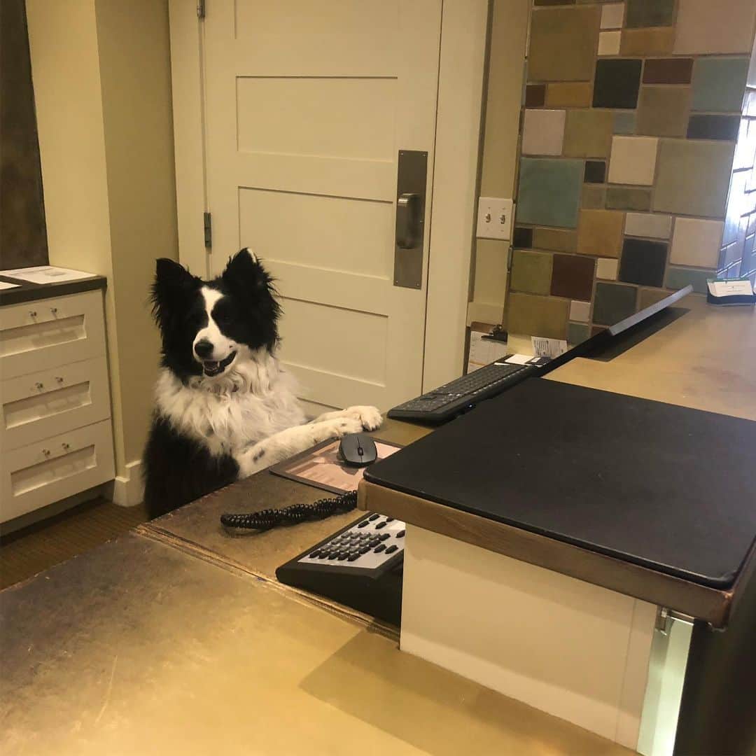 ジェイソン・アイザックスのインスタグラム：「Not kidding in any way that this is who greeted me at my hotel just now. And I hate cute animal photos. Molly, apparently, for those who need to know.  #dogsofinstagram」