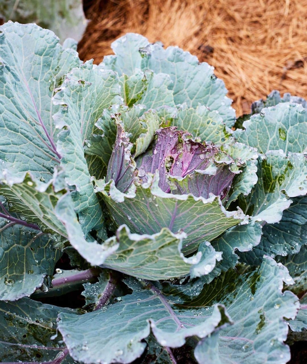 マーサ・スチュワートさんのインスタグラム写真 - (マーサ・スチュワートInstagram)「In our September issue, @marthastewart48 takes us inside the cabbage patch at her Bedford gardens. Growing up enjoying cabbage in the classic Polish dishes her mother and grandmothers cooked; now our founder grows about a dozen varieties of the vegetable on her farm. “Our vegetable plot in Nutley always had large, hard white cabbages—Mom's pick for pierogi—and the plain green ones she used for her gołabki. When I started my own garden, I planted a range of different kinds to try in the kitchen.” - Martha. Check out the full feature by picking up our September issue on newsstands and visit the link in bio for the recipes! 📷: @johnny_miller_ | recipe: Marcus Nilsson」8月17日 2時53分 - marthastewart