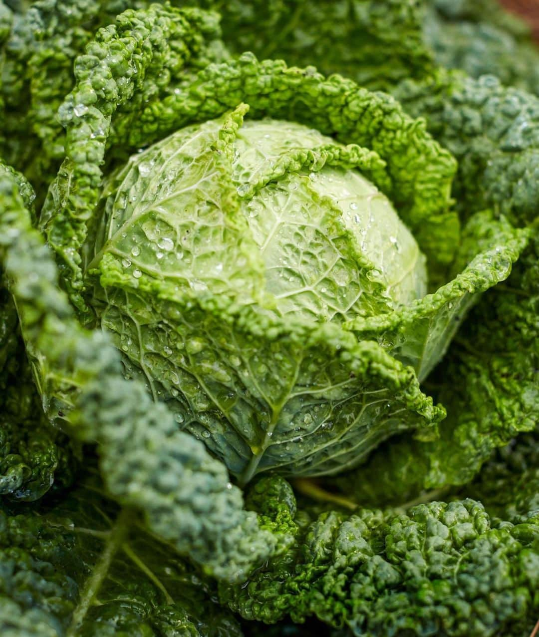 マーサ・スチュワートさんのインスタグラム写真 - (マーサ・スチュワートInstagram)「In our September issue, @marthastewart48 takes us inside the cabbage patch at her Bedford gardens. Growing up enjoying cabbage in the classic Polish dishes her mother and grandmothers cooked; now our founder grows about a dozen varieties of the vegetable on her farm. “Our vegetable plot in Nutley always had large, hard white cabbages—Mom's pick for pierogi—and the plain green ones she used for her gołabki. When I started my own garden, I planted a range of different kinds to try in the kitchen.” - Martha. Check out the full feature by picking up our September issue on newsstands and visit the link in bio for the recipes! 📷: @johnny_miller_ | recipe: Marcus Nilsson」8月17日 2時53分 - marthastewart