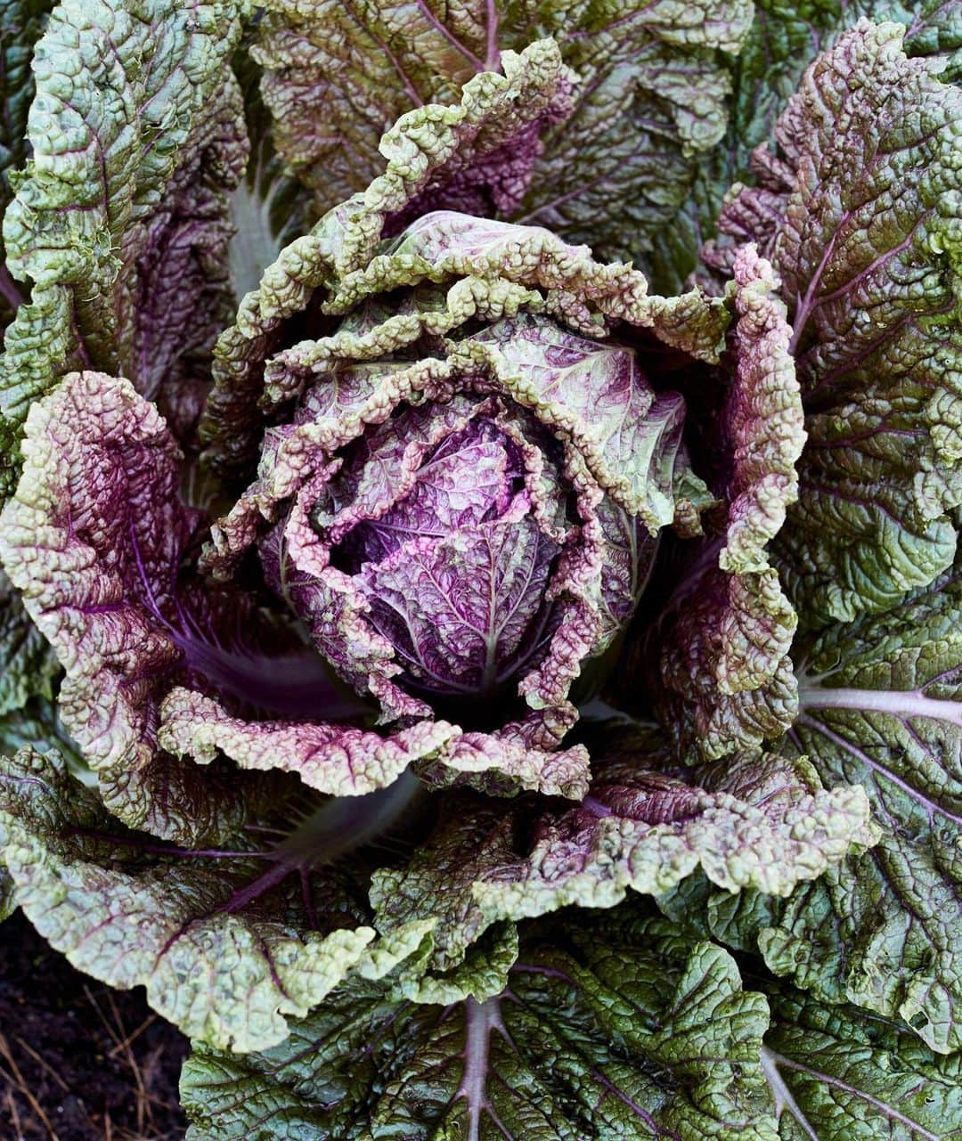 マーサ・スチュワートさんのインスタグラム写真 - (マーサ・スチュワートInstagram)「In our September issue, @marthastewart48 takes us inside the cabbage patch at her Bedford gardens. Growing up enjoying cabbage in the classic Polish dishes her mother and grandmothers cooked; now our founder grows about a dozen varieties of the vegetable on her farm. “Our vegetable plot in Nutley always had large, hard white cabbages—Mom's pick for pierogi—and the plain green ones she used for her gołabki. When I started my own garden, I planted a range of different kinds to try in the kitchen.” - Martha. Check out the full feature by picking up our September issue on newsstands and visit the link in bio for the recipes! 📷: @johnny_miller_ | recipe: Marcus Nilsson」8月17日 2時53分 - marthastewart