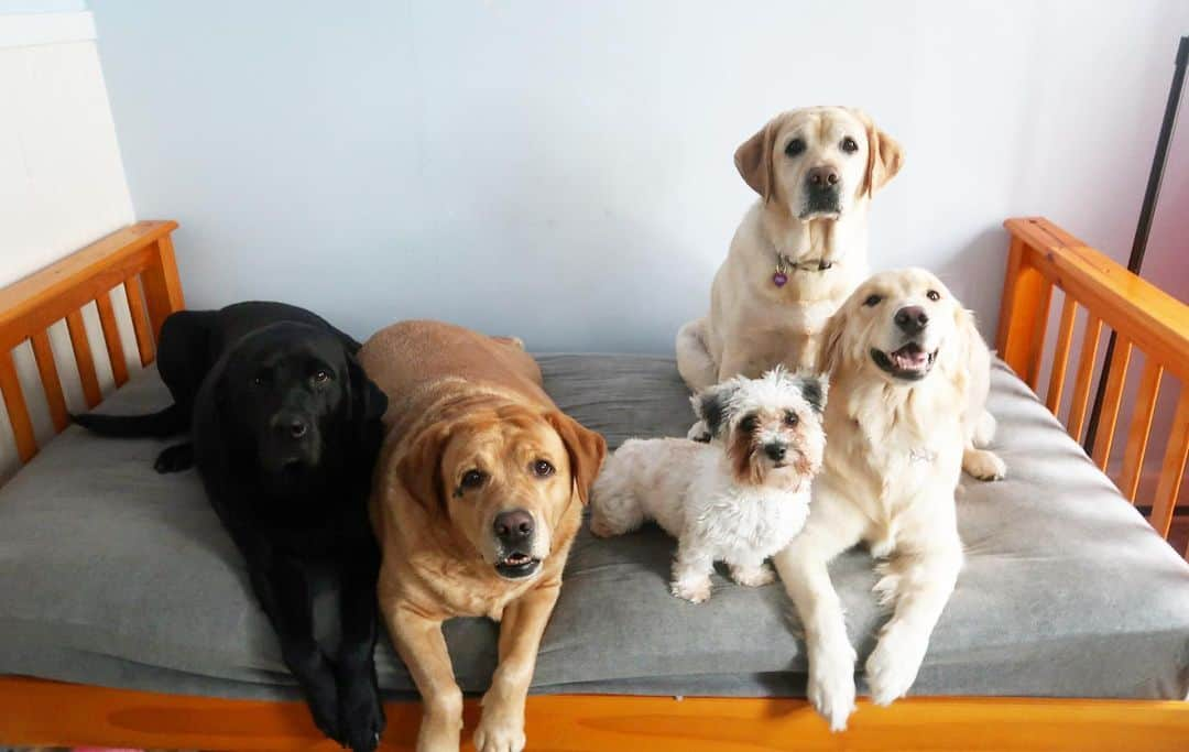 Jake And Gingerさんのインスタグラム写真 - (Jake And GingerInstagram)「Loved waking up to these five fur balls 💞」8月17日 1時30分 - jake_n_ginger